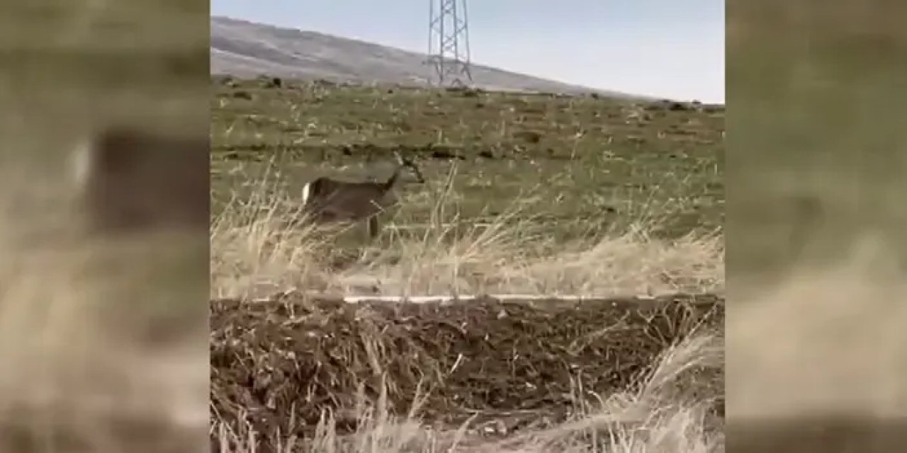 Köy yakınlarında görüntülendi! Nesli tükenme tehlikesi altında