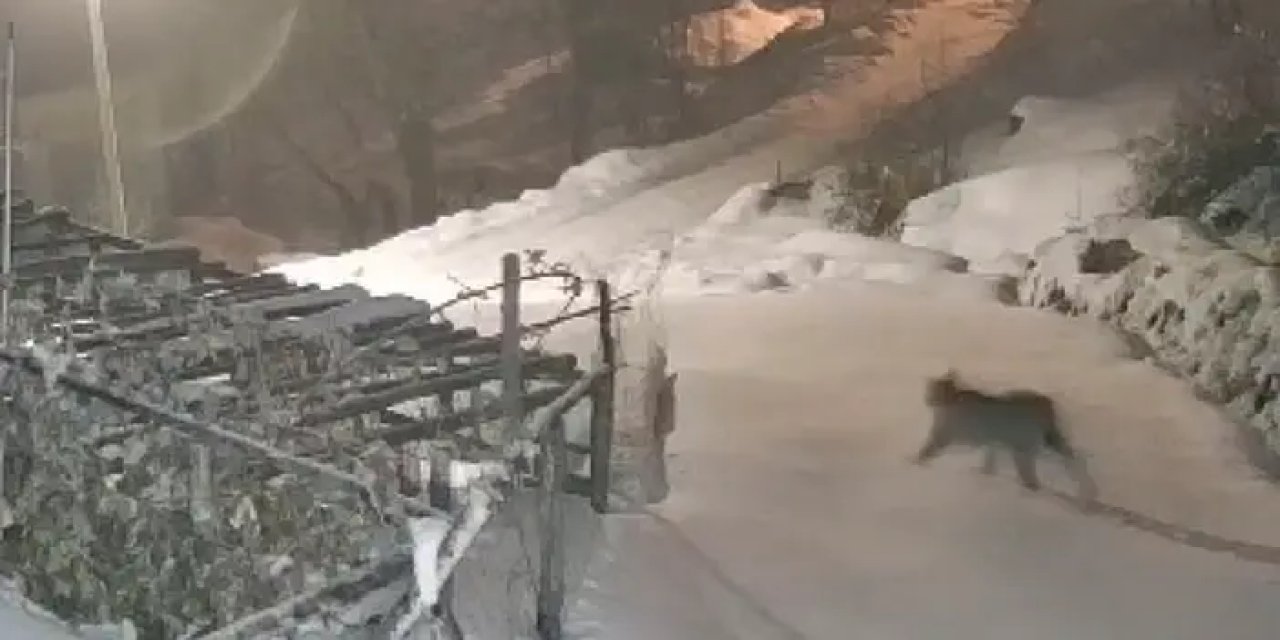 Giresun'da vaşak yerleşim yerine indi!