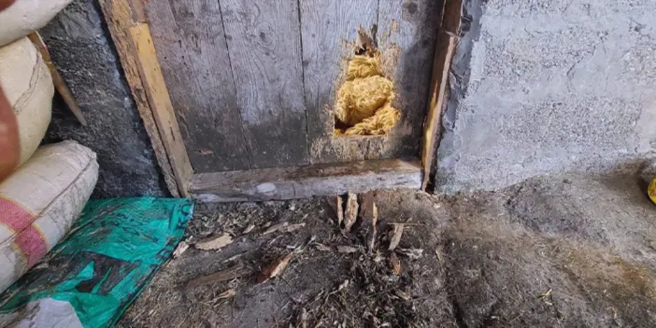 Trabzon'da ahıra giren kurt 10 koyunu telef etti