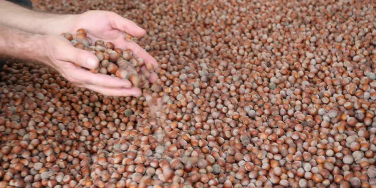 Fındık 110 liradan işlem görüyor! Fiyat artışı devam edecek mi?