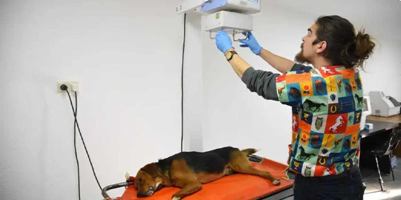 Giresun'da sahipsiz hayvanlara sağlık ve bakım hizmeti!