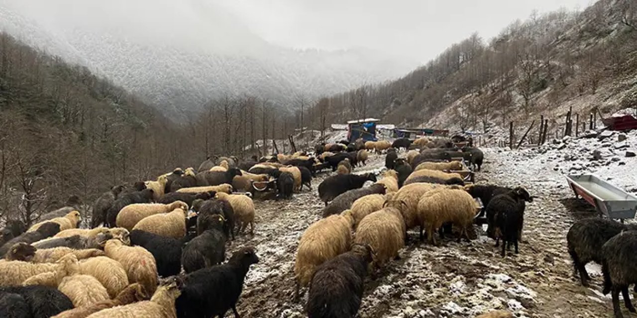 Artvin'de hayvanlarda yeni hastalık alarmı! Kısıtlama getirildi