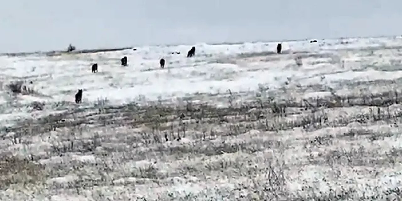 Gümüşhane'de kurt sürüsü köye indi! O anlar kamerada