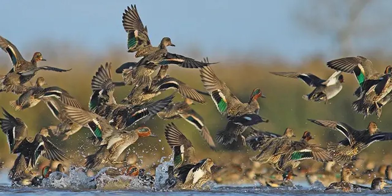 Samsun ve Ordu'da kış ortası su kuşu sayımları yapıldı