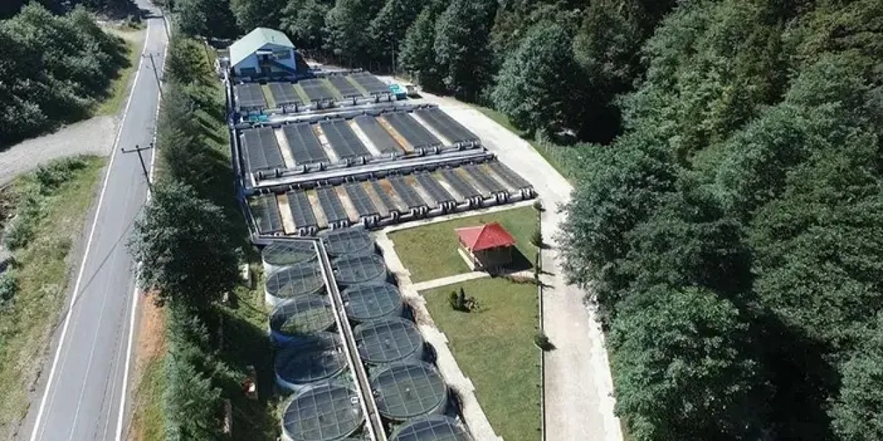 Trabzon'da Milyonlarca yetiştiriliyor Türkiye'ye gönderiliyor