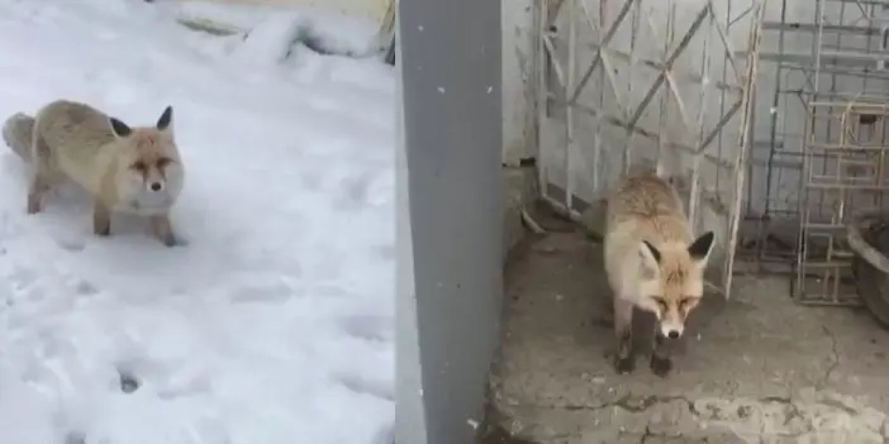 Gümüşhane'de "Yeni kiracım" dediği tilkiyle dakikalarca sohbet etti