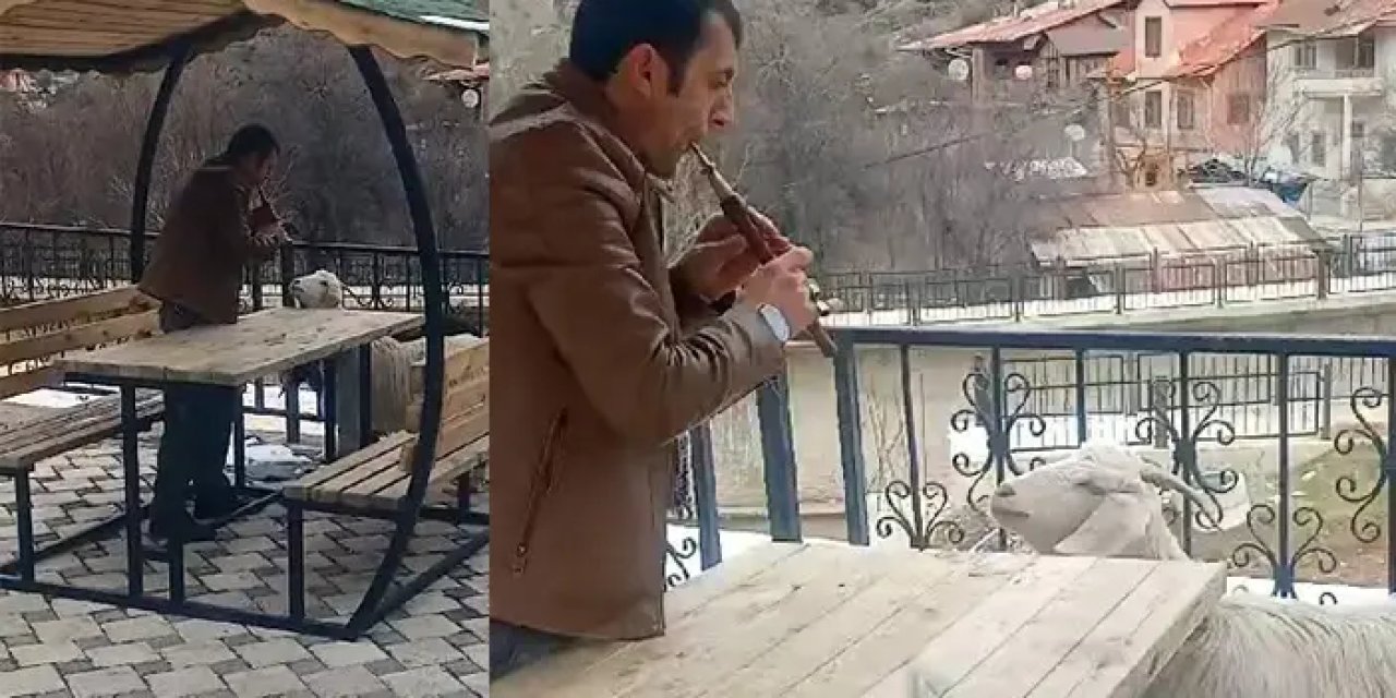 Gümüşhane'de gülümseten olay! Keçiye “mey” konseri verdi