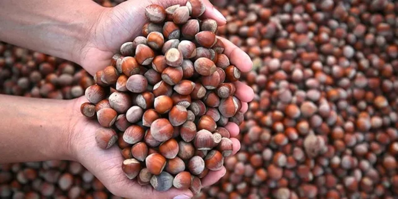 Fındık fiyatı 120 lirayı görmüştü! Güncel fiyatlar ne kadar?