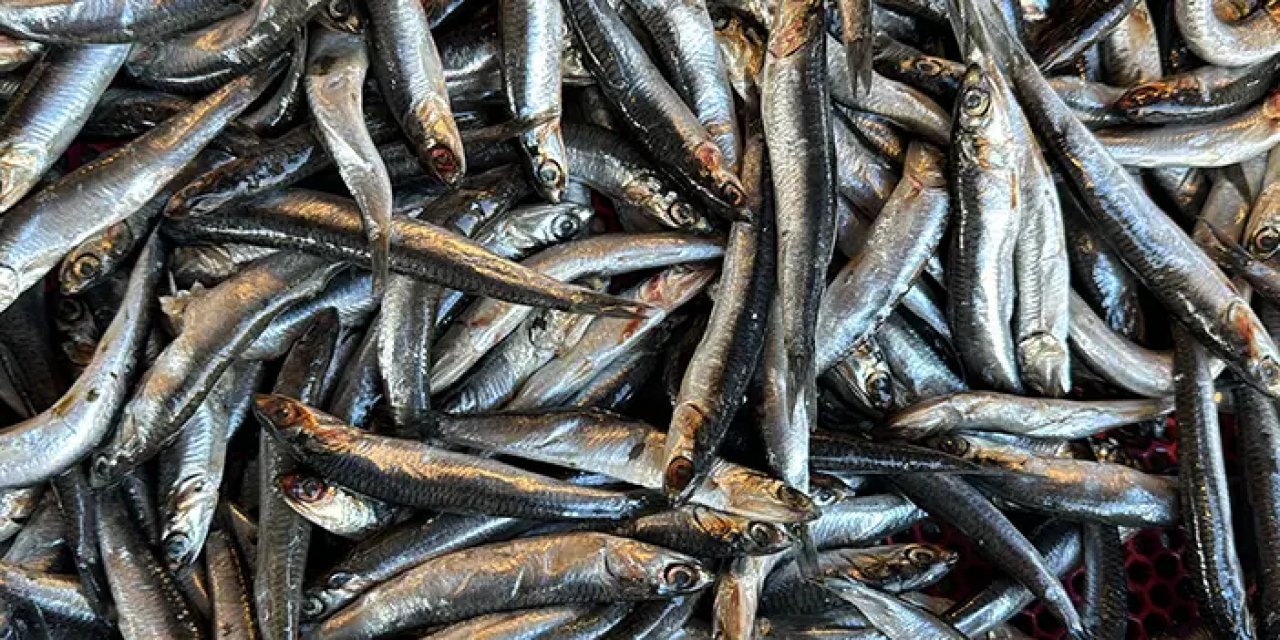 Deniz suyu sıcaklığı düşmedi, hamsi Gürcistan’a kaçtı