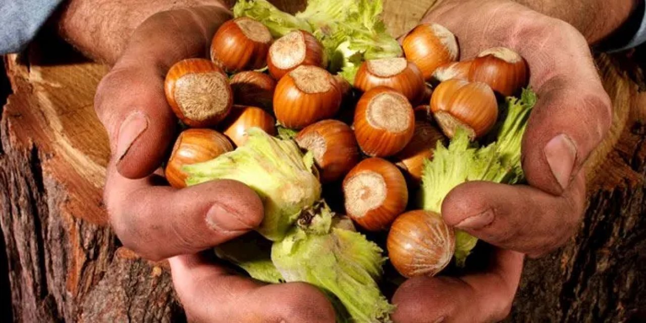 Türkiye'de fındık ihracatı 5 ayda 1 milyar Dolar'ı geçti