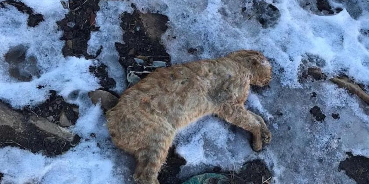 Gümüşhane’de  boş arazide kuyruğu ve kulakları kesilmiş kedi bulundu