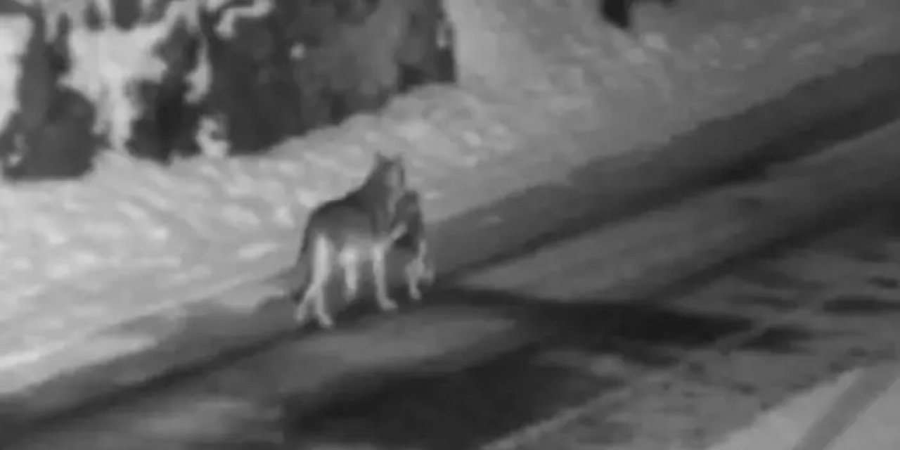 Gümüşhane'de aç kurtlar köpek avladı!