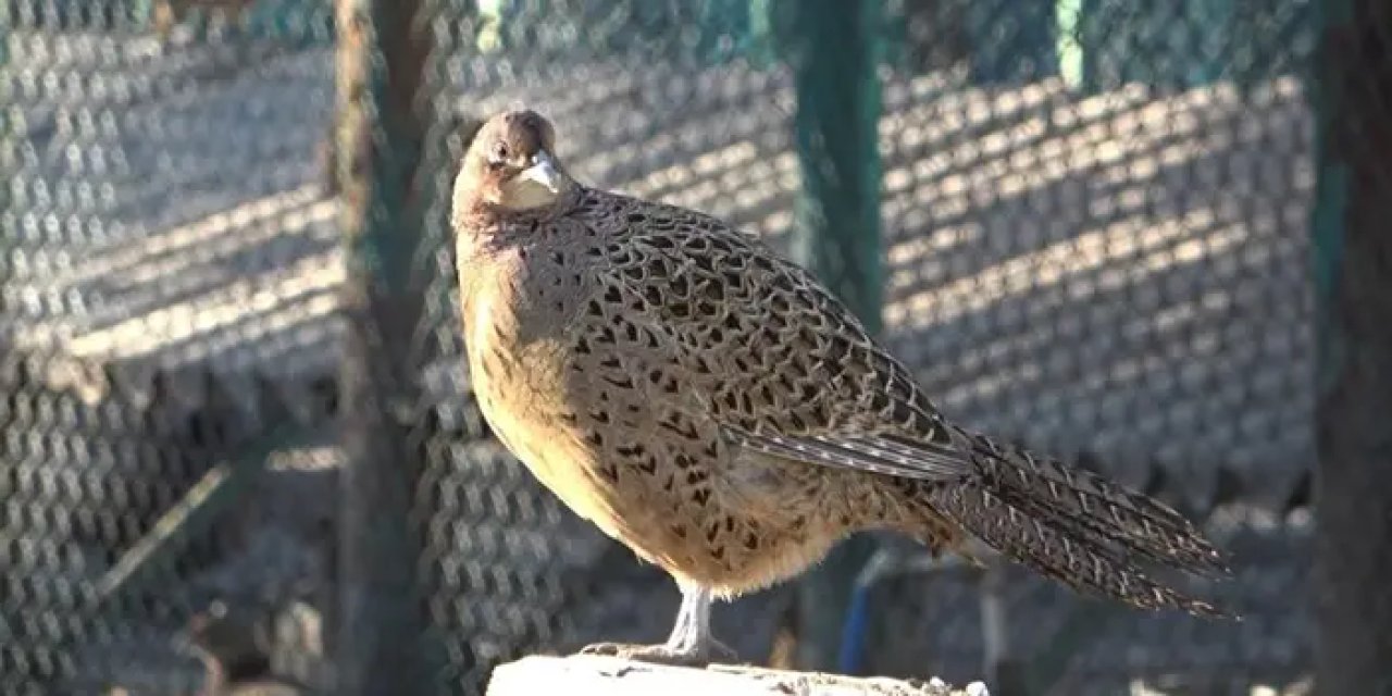 Binlerce sülün Trabzon'da doğaya bırakıldı! Kurallara uymayan avcıya ceza kesildi