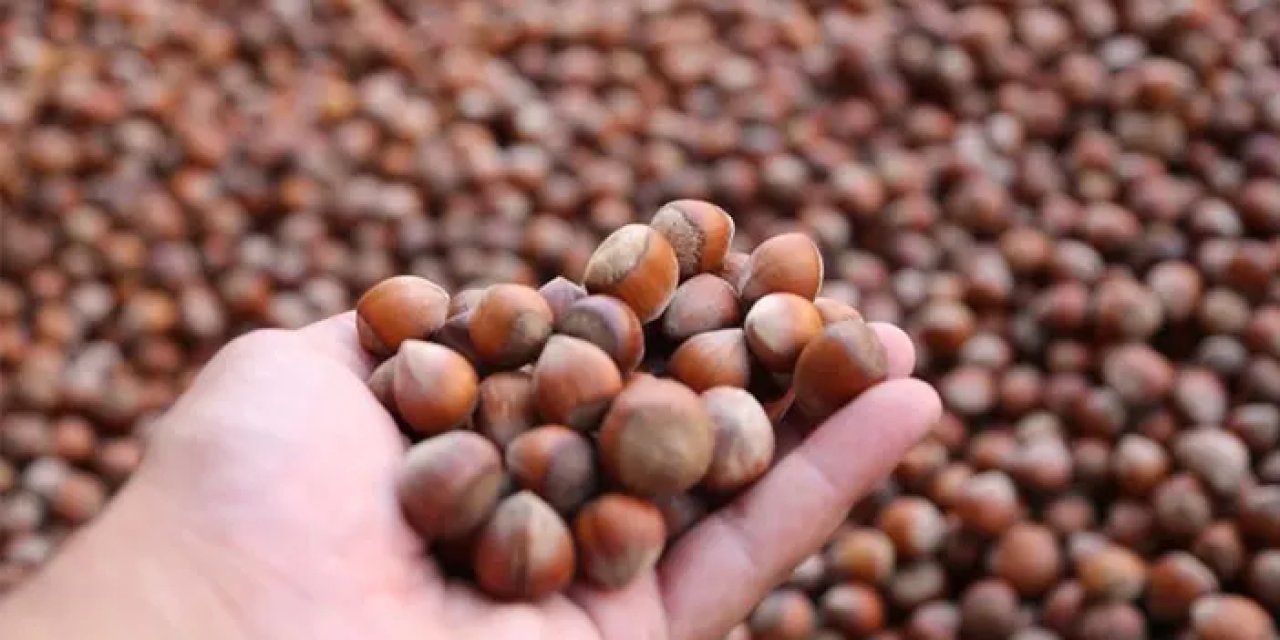 Ordu'da fındık fiyatı ne kadar? İşte fındık fiyatları