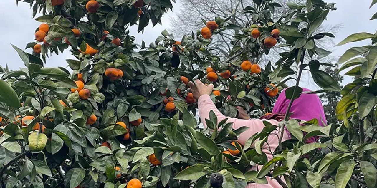 Rize'de yazın çay, kışın mandalina hasadı!