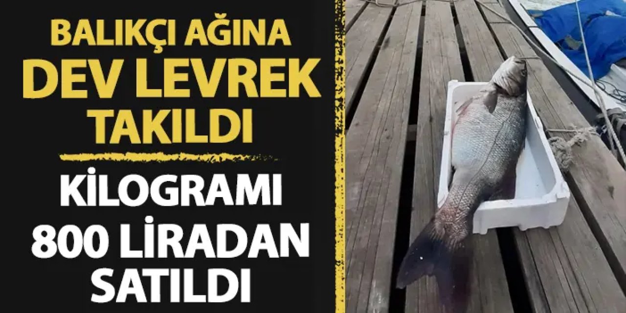 Ağa takılan levreğin ağırlığı şaşırttı! Kilosu 800 liradan satıldı