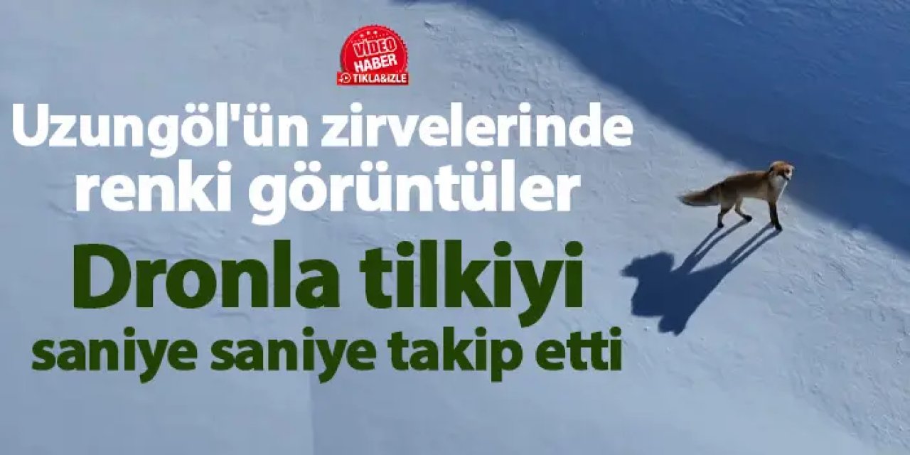 Uzungöl'ün zirvelerinde dronla tilkiyi saniye saniye takip etti