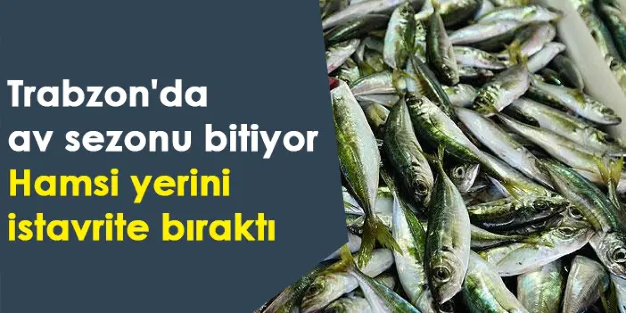 Trabzon'da av sezonu sona eriyor! Hamsinin yerini istavrit aldı