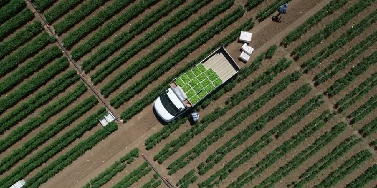 Çiftçilere tarımsal destek ödemesi! 295,5 Milyon TL