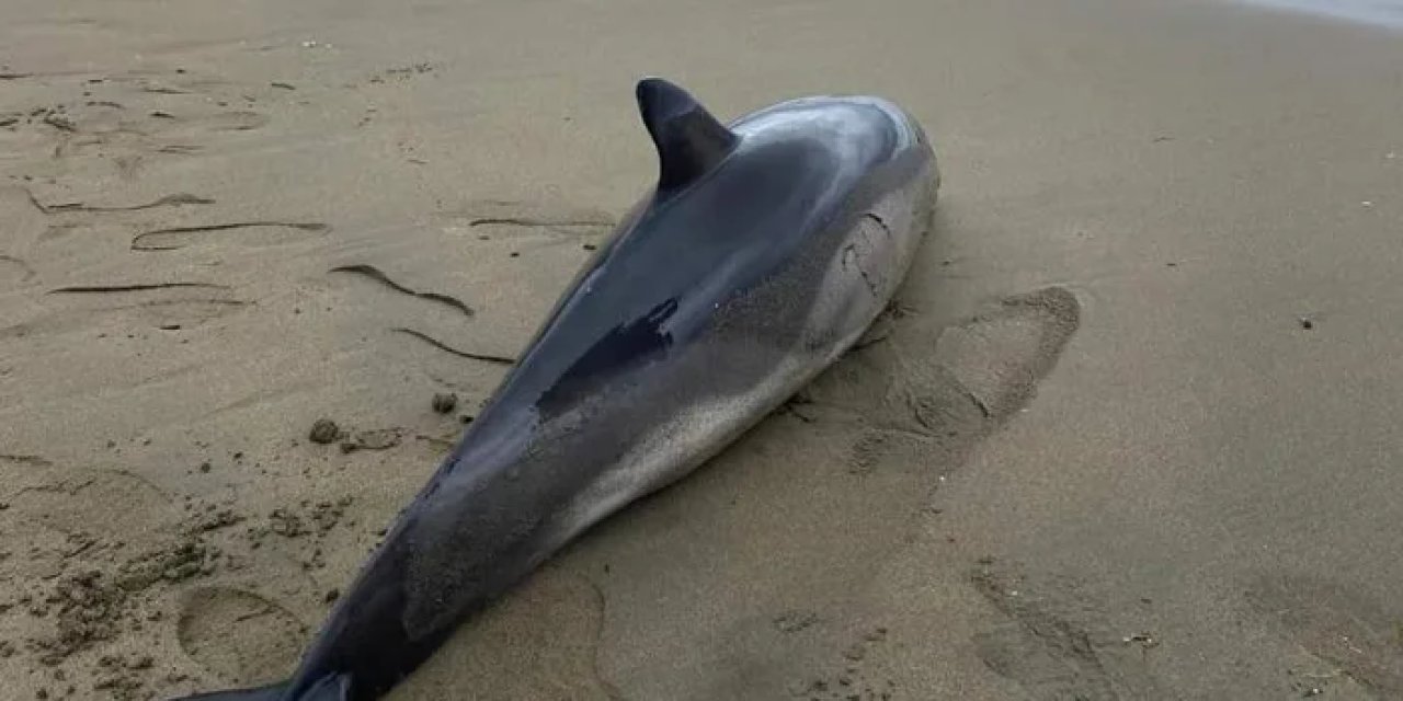 Ordu'da üzen görüntü! Sahile vurdu