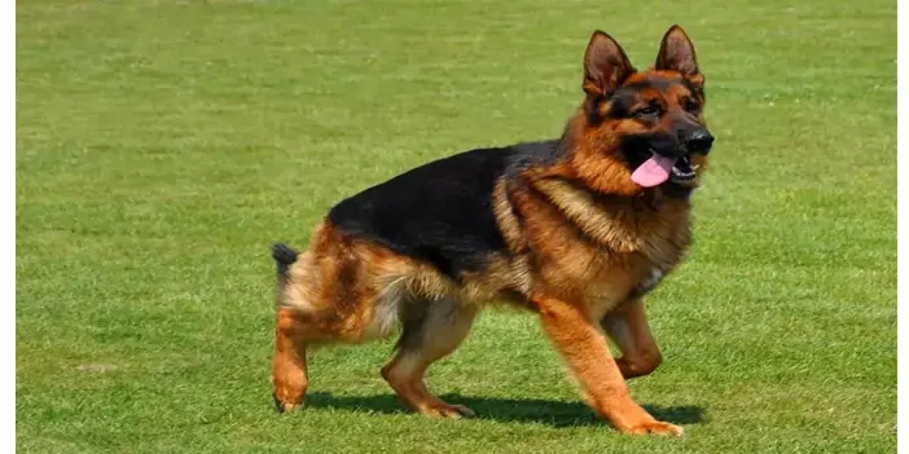 Köpek ısırınca sahibini vurdu!