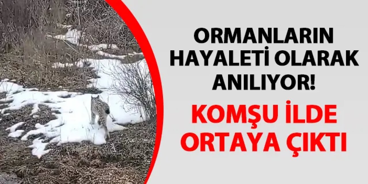 Ormanların hayaleti olarak anılıyor! Gümüşhane'de görüldü