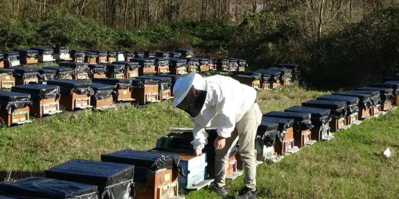 Ordu'da arıcılar endişeli! "Sektörü tehlikeye düşürüyor"