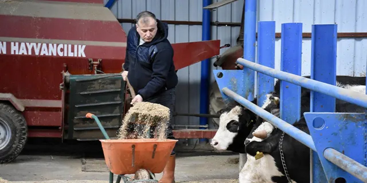 Şehir hayatını bıraktı! Ordu'da besici oldu