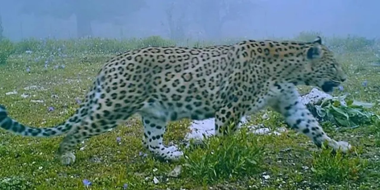 KTÜ'lü uzmandan Anadolu Parsı uyarısı! "İnsanlara çok yakın yaşıyor"