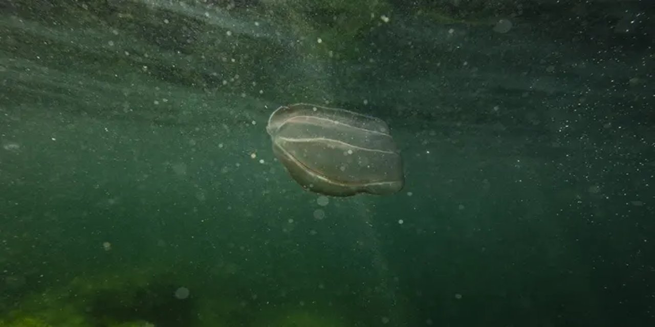 Deniz Anası tehdidi! Marmara Denizi tehlike altında