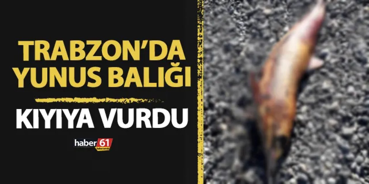 Trabzon'da üzen görüntü! Kıyıya vurmuş şekilde bulundu