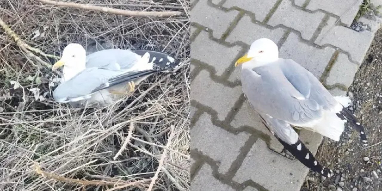 Sinop'ta yaralı martı tedavi altına alındı