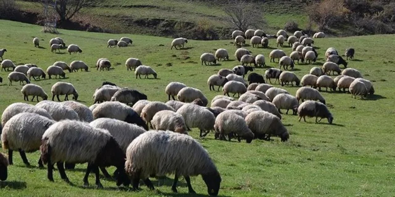 Bakan açıklayacak! Hayvancılıkta 5 yıllık yol haritası