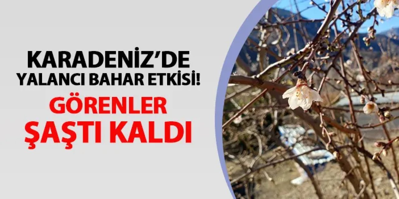 Karadeniz ilinde yalancı bahar etkisi! Görenler şaştı kaldı
