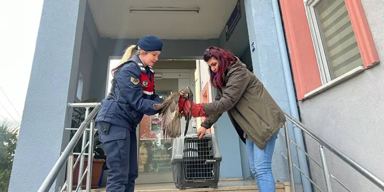 Giresun'da bitkin halde şahin bulundu