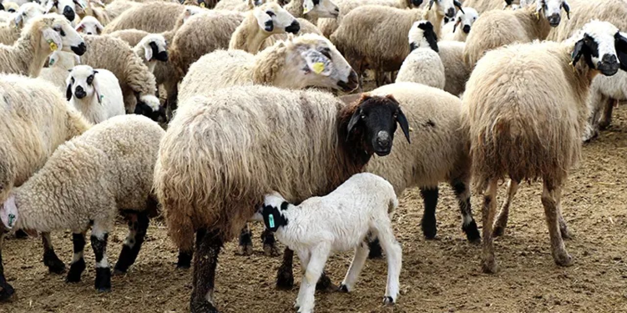 Bayburt'ta süt kuzuları günde iki kez anneleriyle buluşuyor