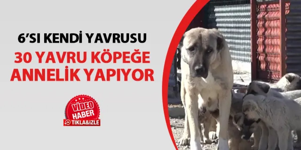Gümüşhane'de anne köpek, 30 yavruya annelik yapıyor