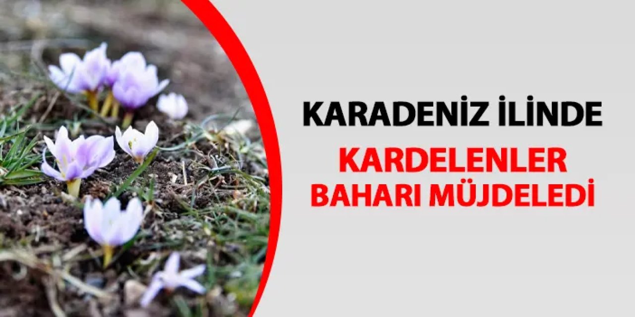 Karadeniz ilinde kardelenler baharı müjdeledi!