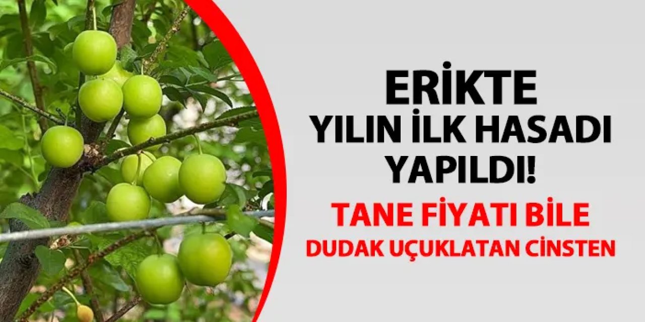 Erikte ilk hasat yapıldı! Tane fiyatı bile dudak uçuklattı: Erik fiyatı kaç lira?