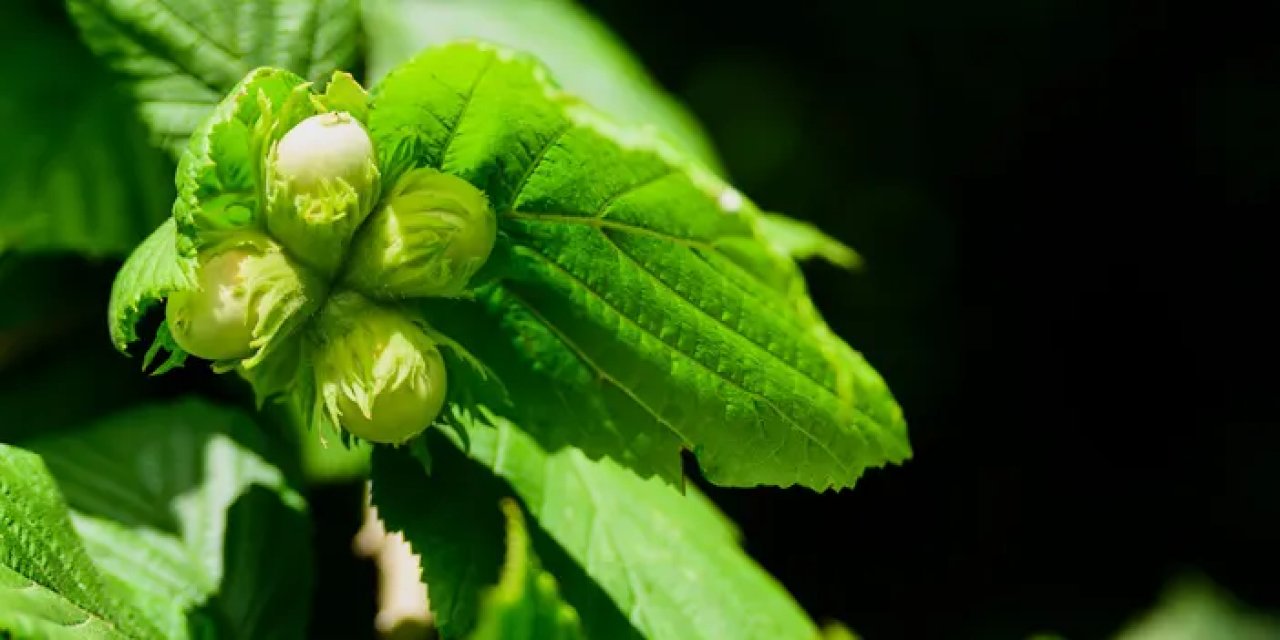 Fındık hangi bölgede ve illerde yetişir? Çeşitleri ve özellikleri nelerdir?