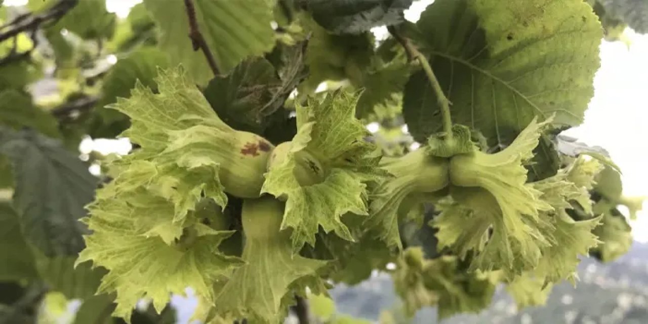 Fındık ağaçta mı yetişir? Fındık ağaç mı çalı mı?