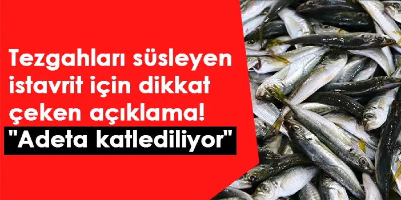 Tezgahları süsleyen istavrit için dikkat çeken açıklama! "Adeta katlediliyor"