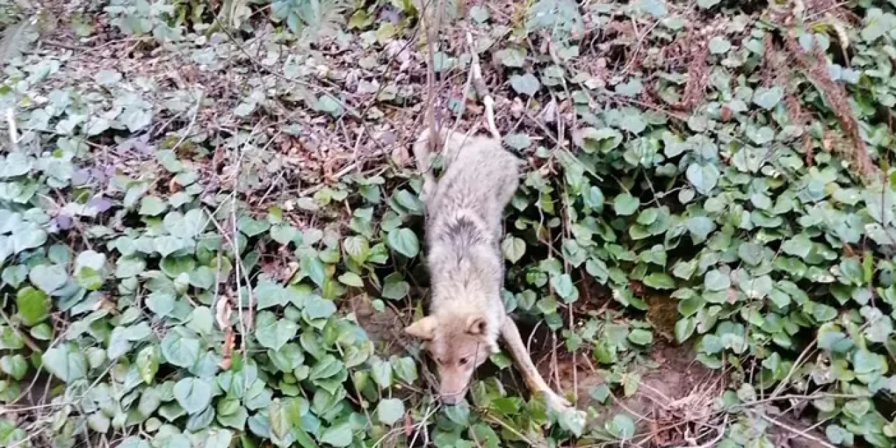 Trabzon'da ayağı ağaca sıkışan kurdu itfaiye kurtardı