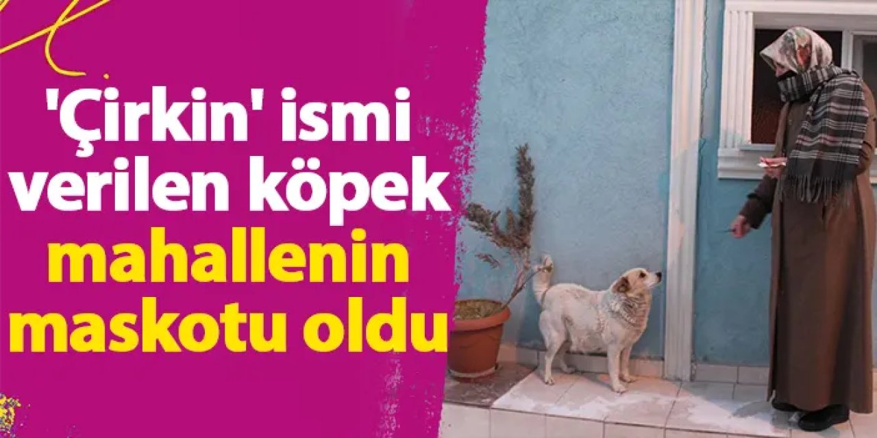 Bayburt'ta 'Çirkin' ismi verilen köpek mahallenin maskotu oldu