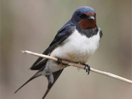 Kırlangıç'taki tümörün sebebi belli