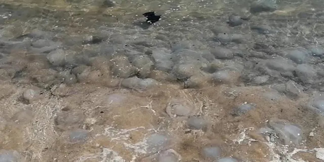 Mersin'deki Sahillerde Zehirli Denizanalarına Karşı Uyarı