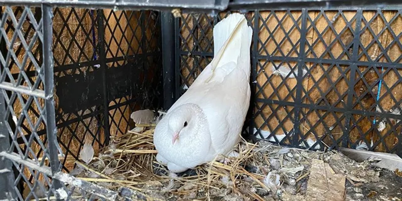Bir devir sona mı eriyor! Taklacı güvercin atmacaya rakip oluyor