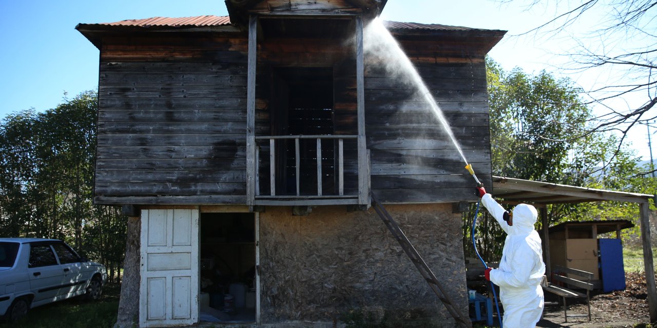 Ordu'da kahverengi kokarca ile mücadelede! 40 bin nokta ilaçlandı