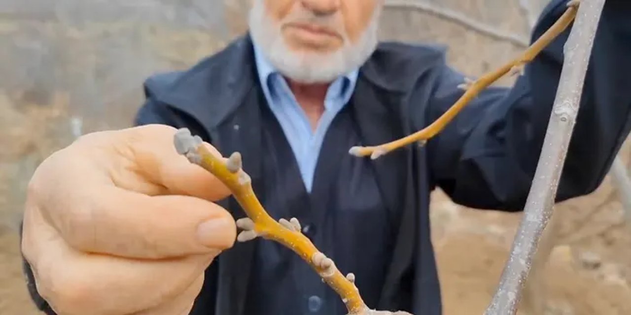 Çorum'da ceviz üreticilerinde tedirgin bekleyiş!