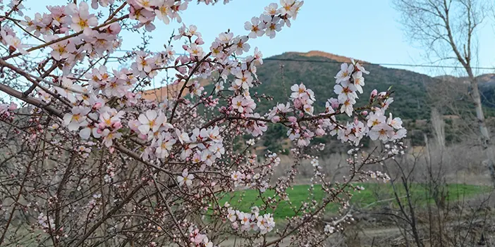 Zirai Don Tehlikesi: Erik, Badem ve Ceviz Üreticileri Endişeli